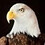 Dustin_B